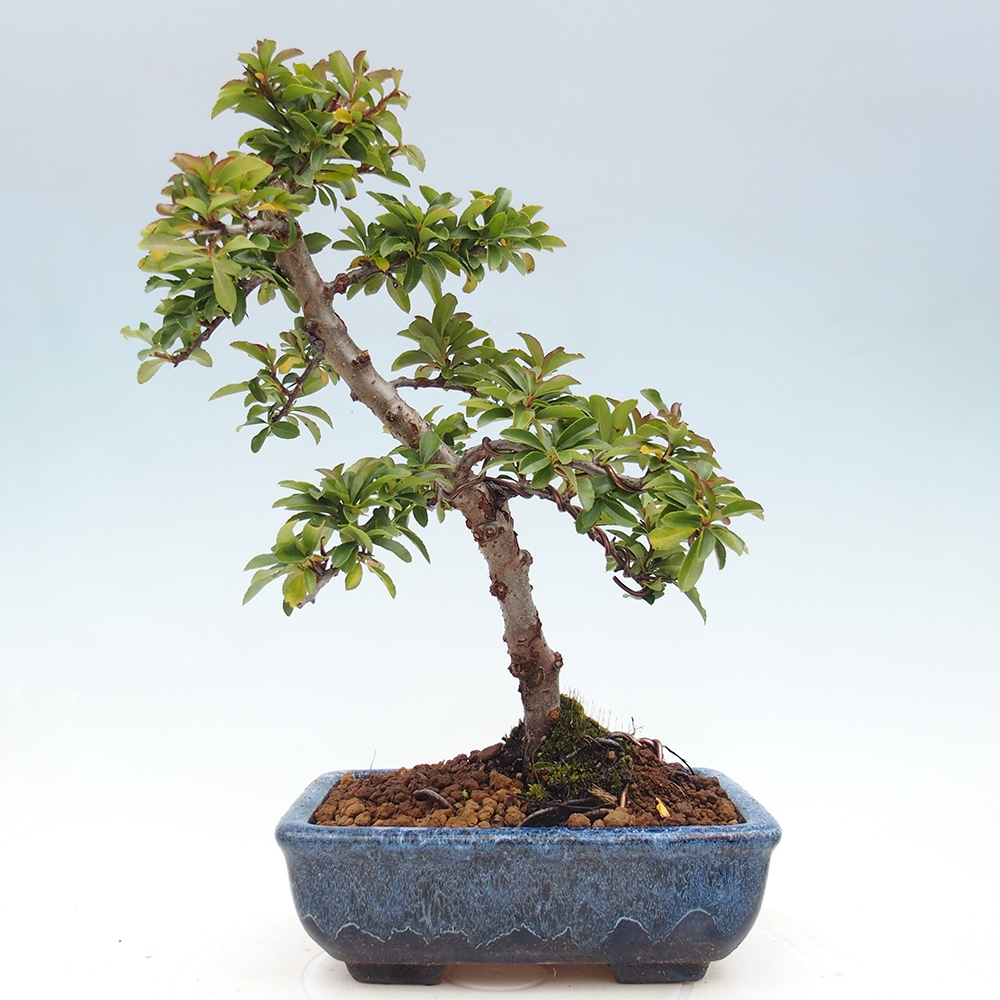 Freiland-Bonsai-Pyracantha Teton -Hlox