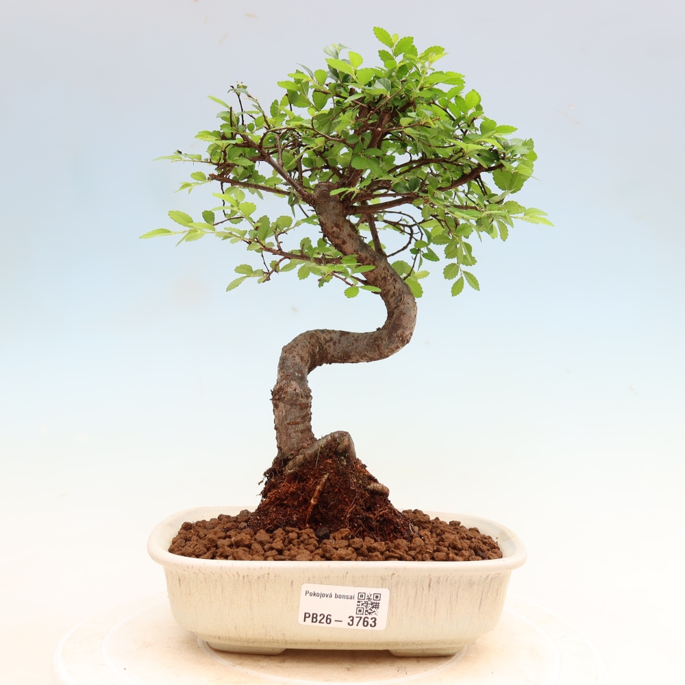 Zimmerbonsai - Ulmus parvifolia - Kleinblättrige Ulme