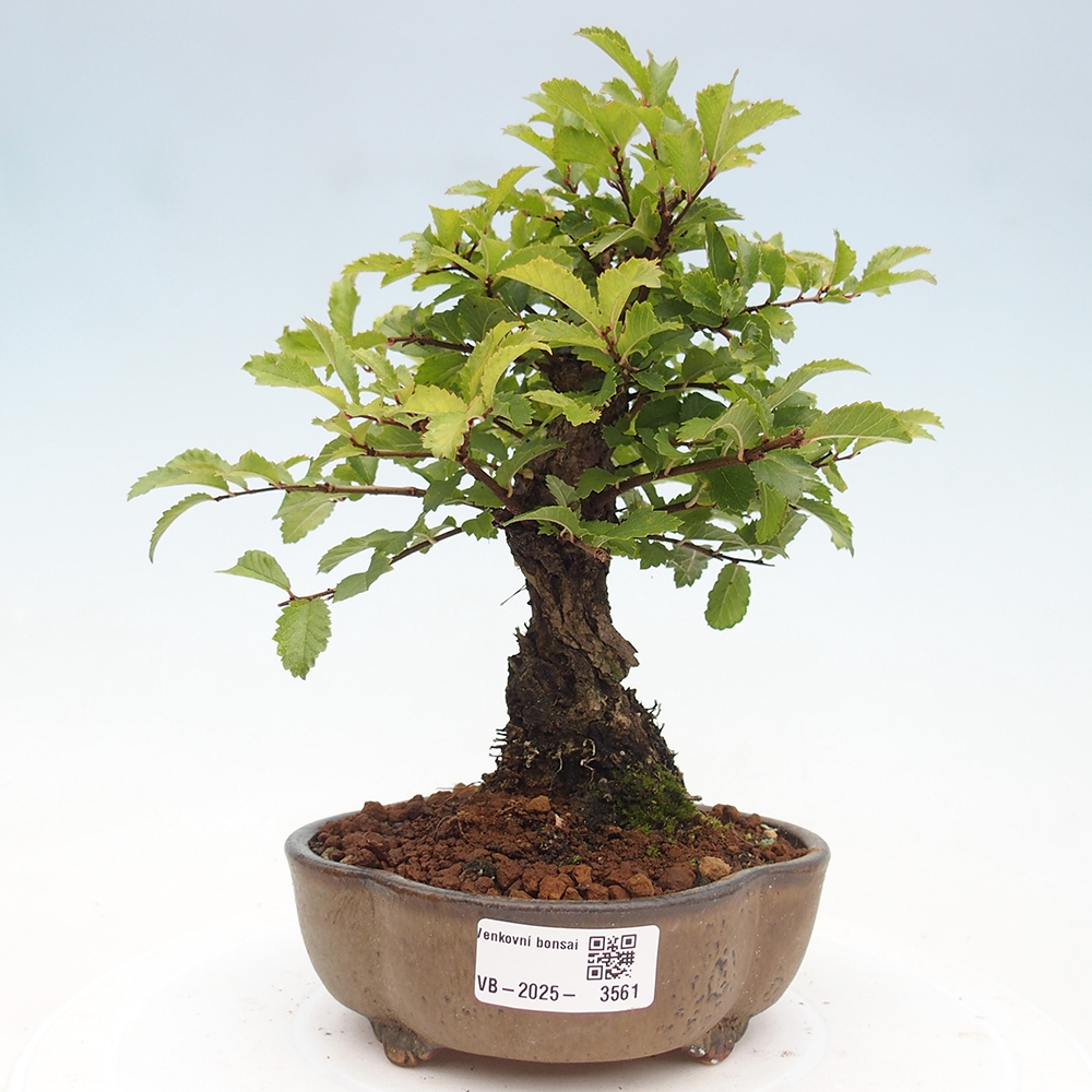 Bonsai für draußen - Zelkova - Zelkova NIRE