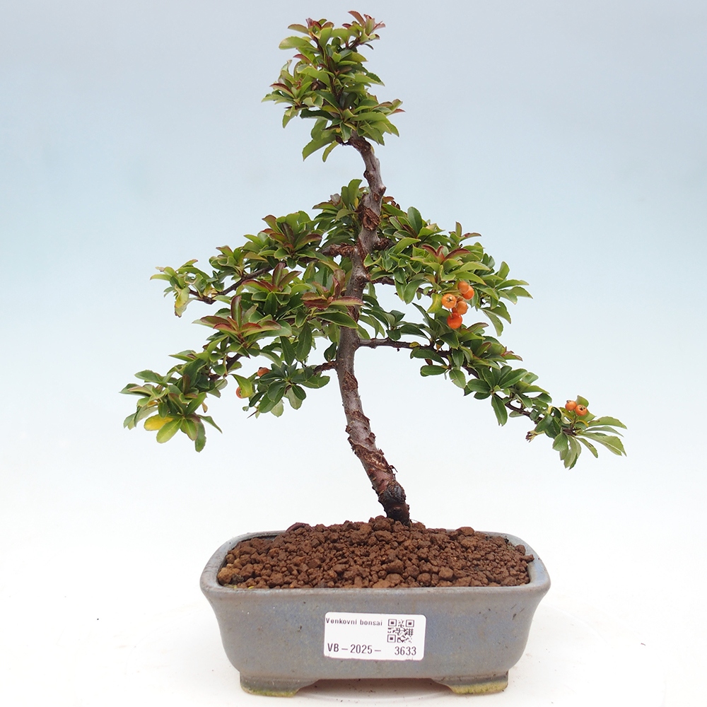 Freiland-Bonsai-Pyracantha Teton -Hlox