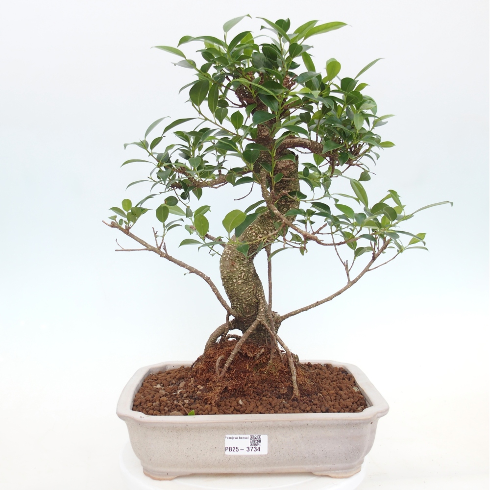 Zimmerbonsai - Ficus kimmen - Kleinblättriger Ficus