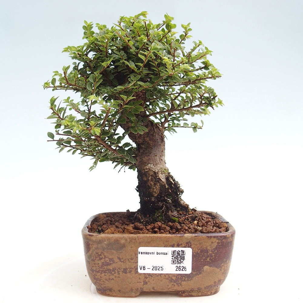 Bonsai für draußen - Ulmus parvifolia Hokkaido - Chinesische Ulme
