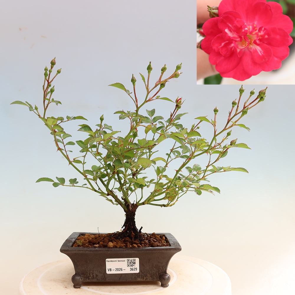 Bonsai für draußen - Rosa Kordes - Rose