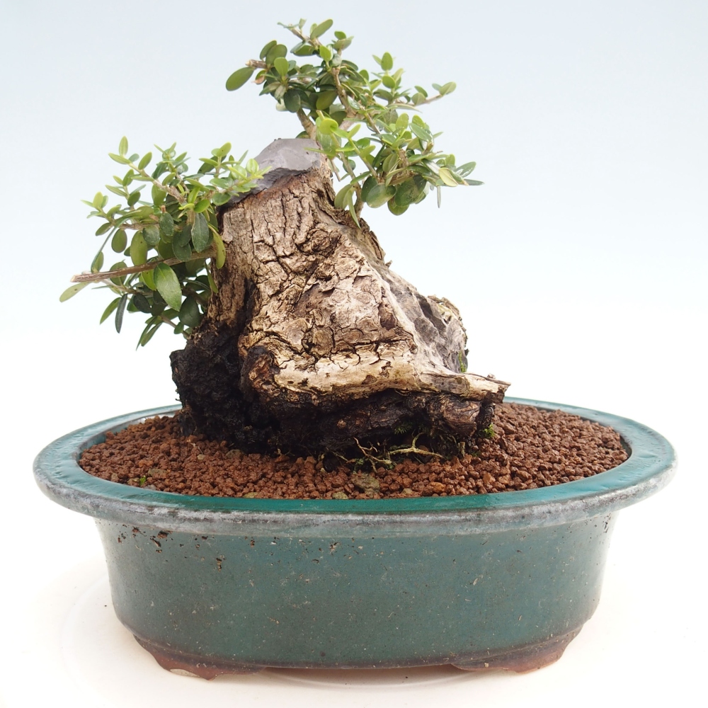 Zimmerbonsai - Olea europaea sylvestris