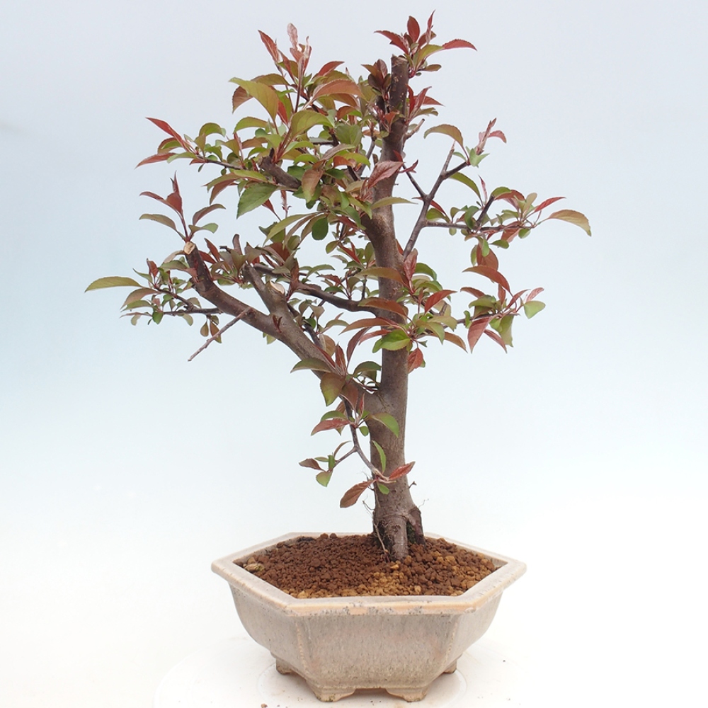 Outdoor-Bonsai -Malus domestica - Kleinfrüchtiger rotblättriger Apfelbaum