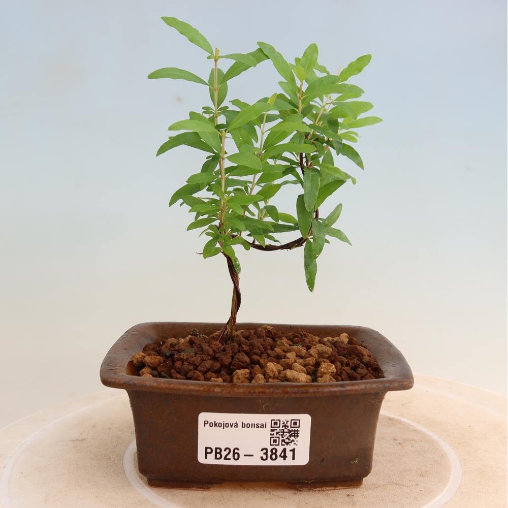 Zimmer-Bonsai-PUNICA granatum nana-Apfel-Granatapfel
