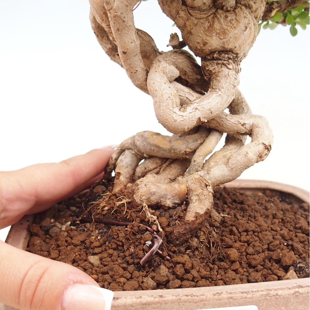 Bonsai für draußen - Berberis coreana