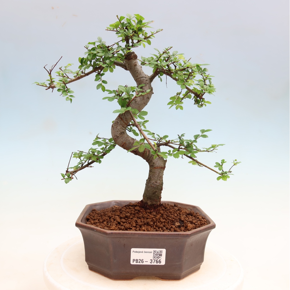 Zimmerbonsai - Ulmus parvifolia - Kleinblättrige Ulme