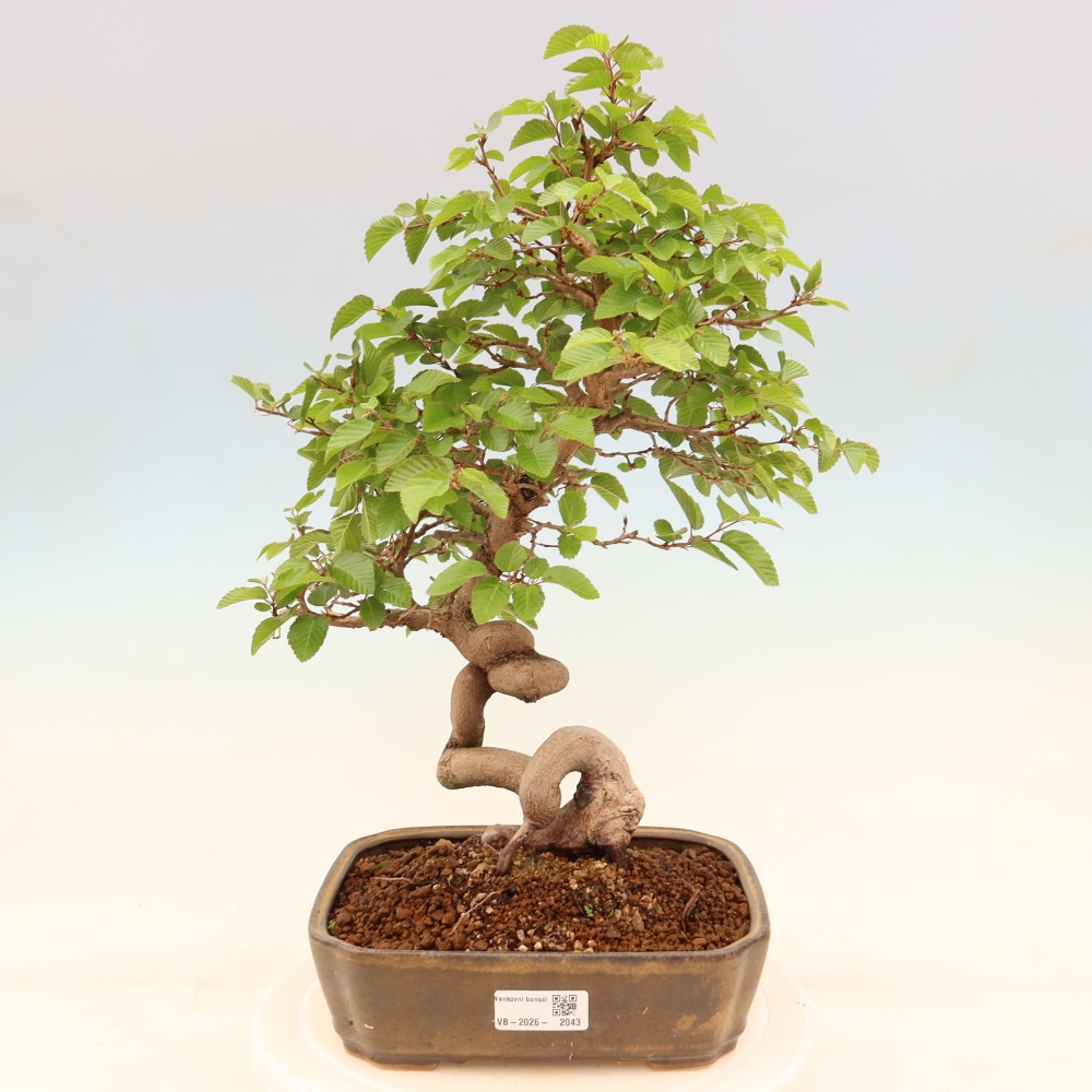 Bonsai für draußen - Karpinus Coreana - Koreanische Hainbuche