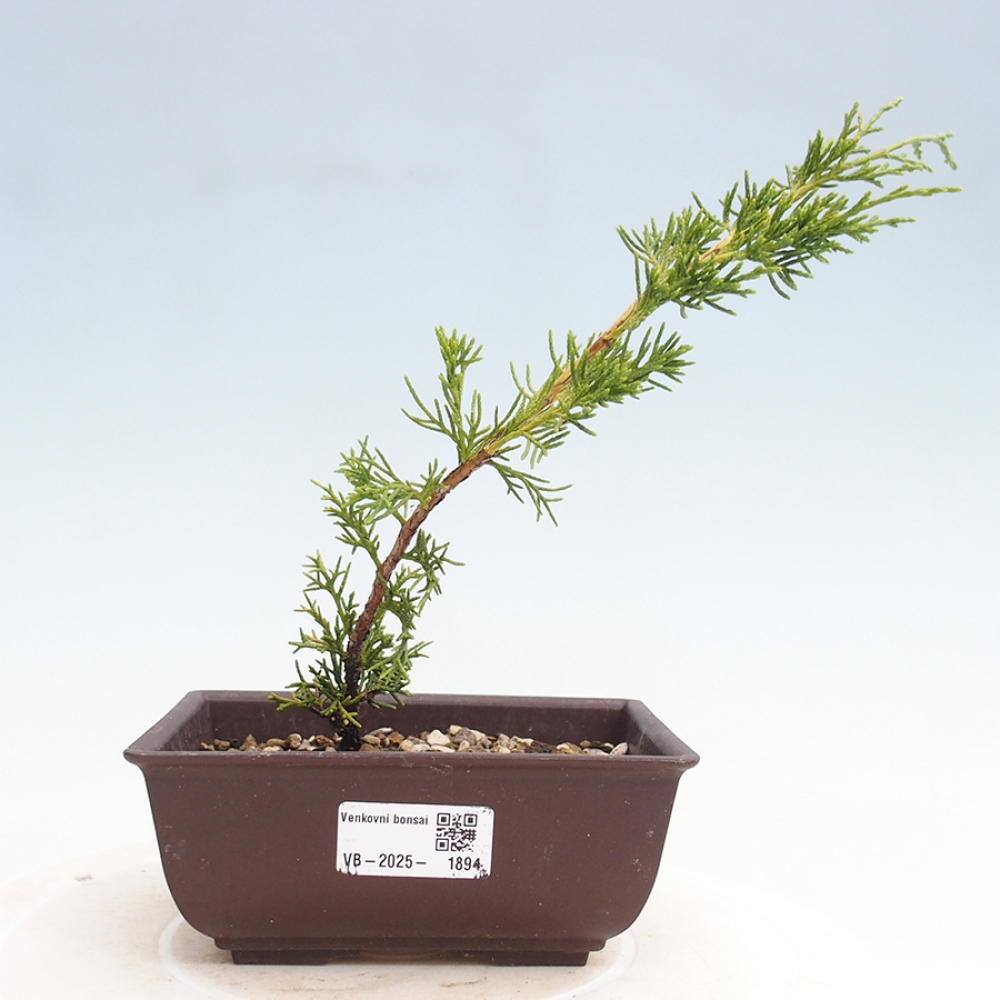 Bonsai für draußen - Juniperus chinensis Itoigawa