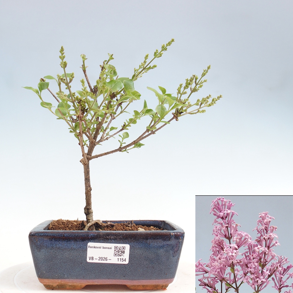 Bonsai für draußen - Syringa Meyeri Palibin - Meyer's Flieder