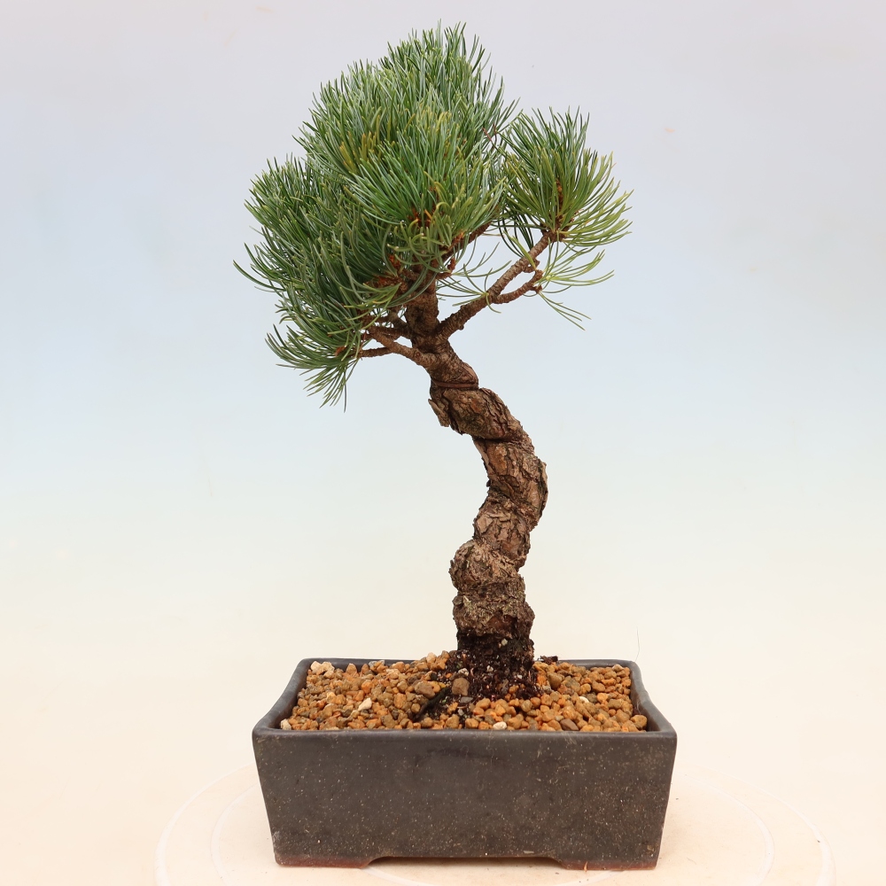 Bonsai für draußen - Pinus parviflora - Pinus parviflora