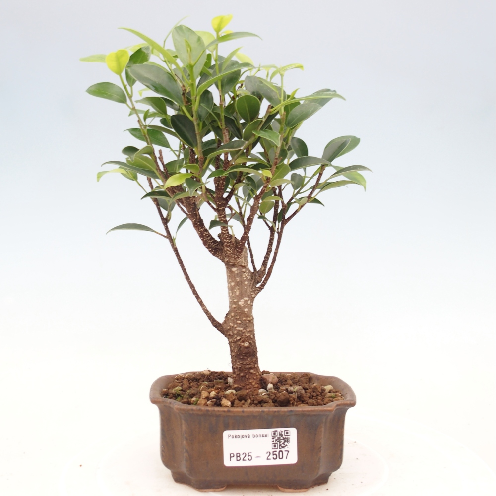 Zimmer Bonsai Ficus retusa kimmen