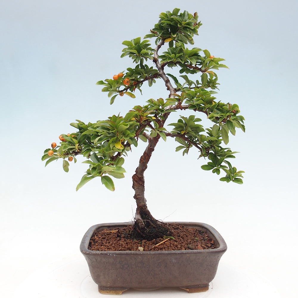 Freiland-Bonsai-Pyracantha Teton -Hlox
