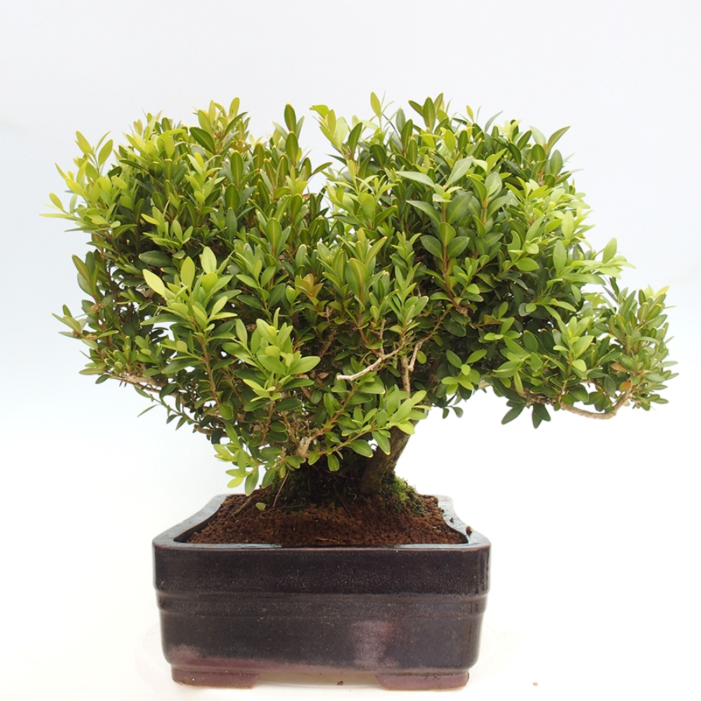 Bonsai für draußen - Buxus sempervirens - Buchsbaum