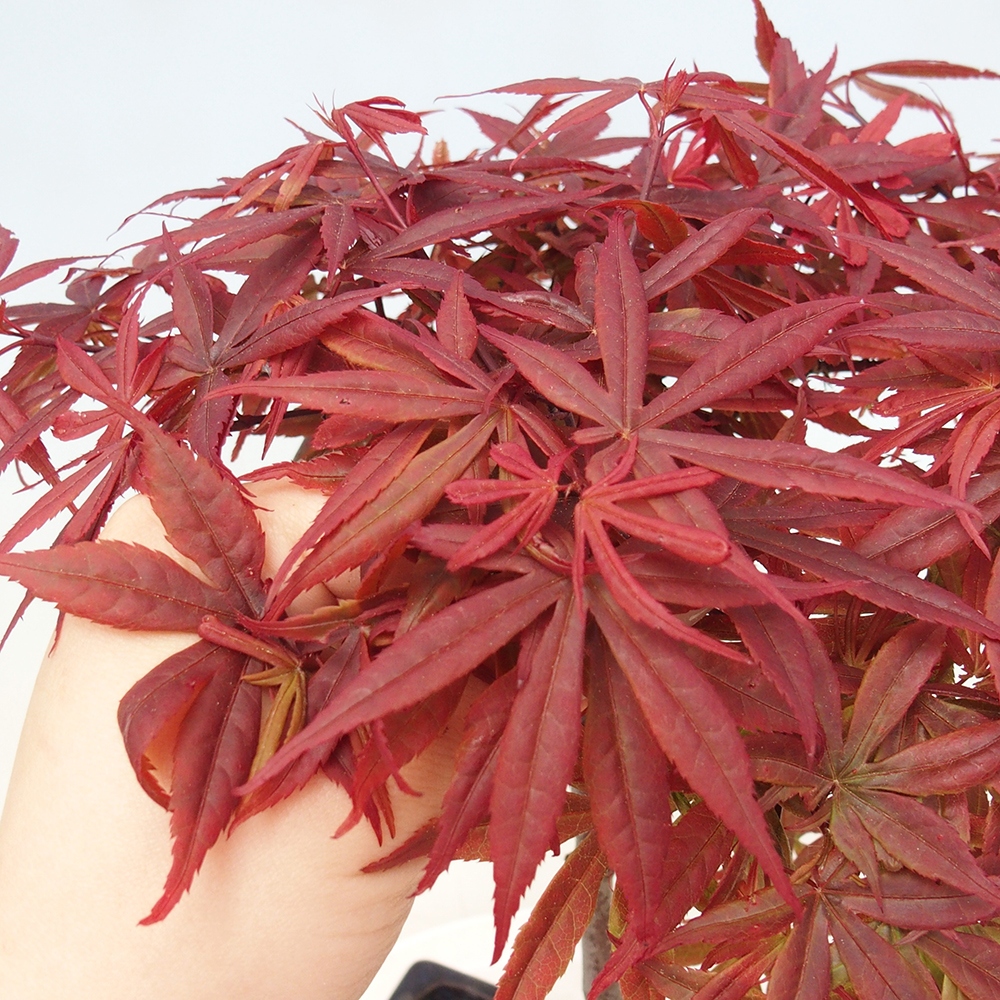 Bonsai für draußen - Acer-Palme. Atropurpureum-Javor palmate