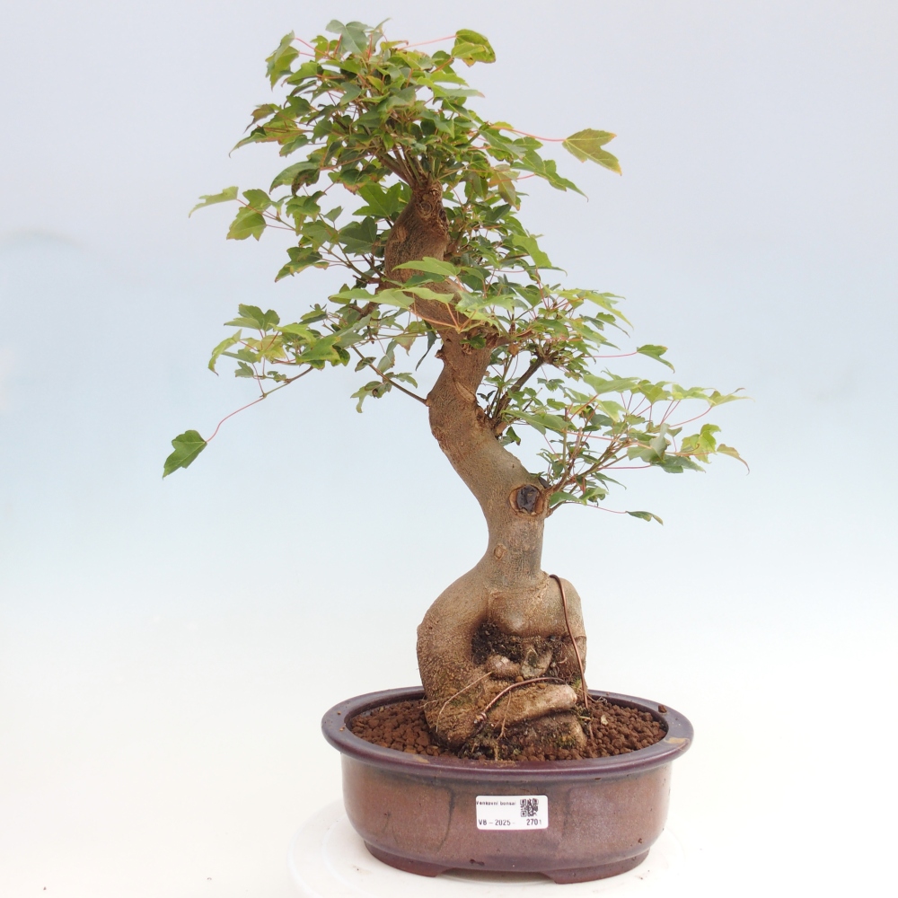 Bonsai für draußen - Acer Buergerianum - Bergahorn