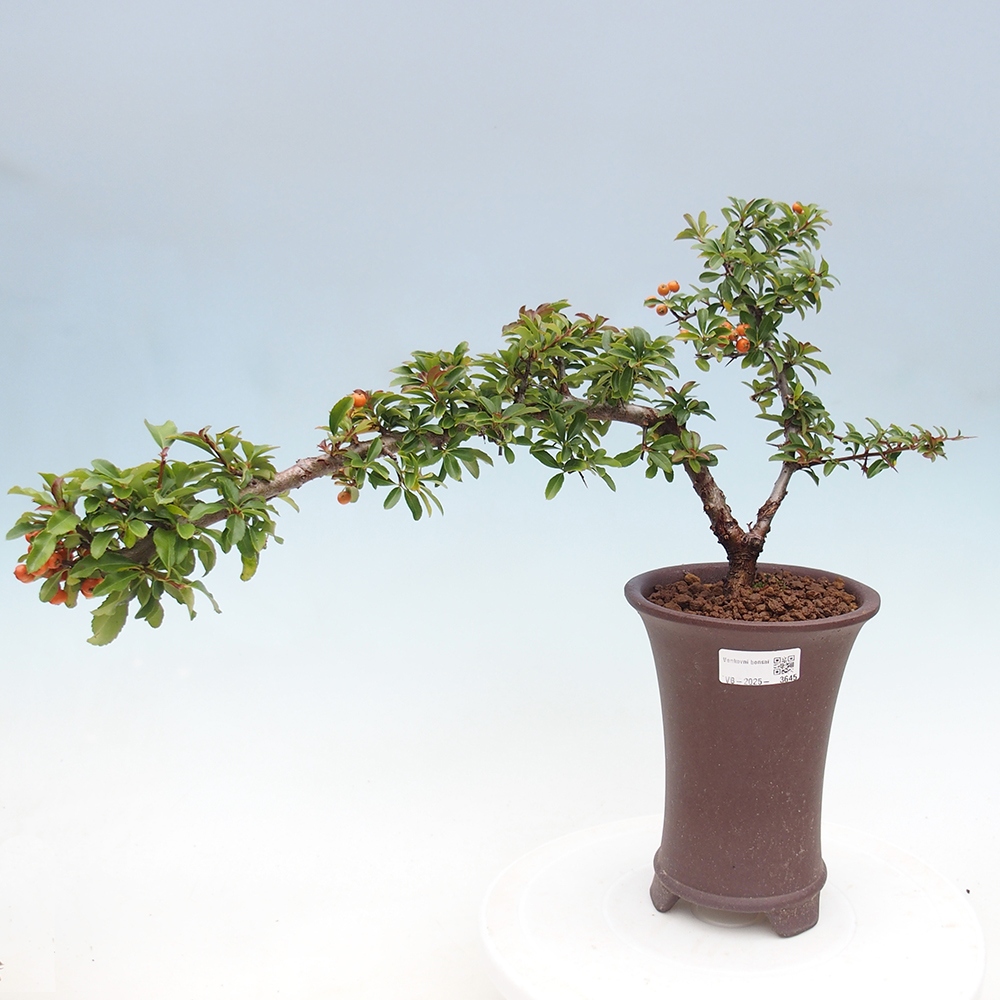 Freiland-Bonsai-Pyracantha Teton -Hlox