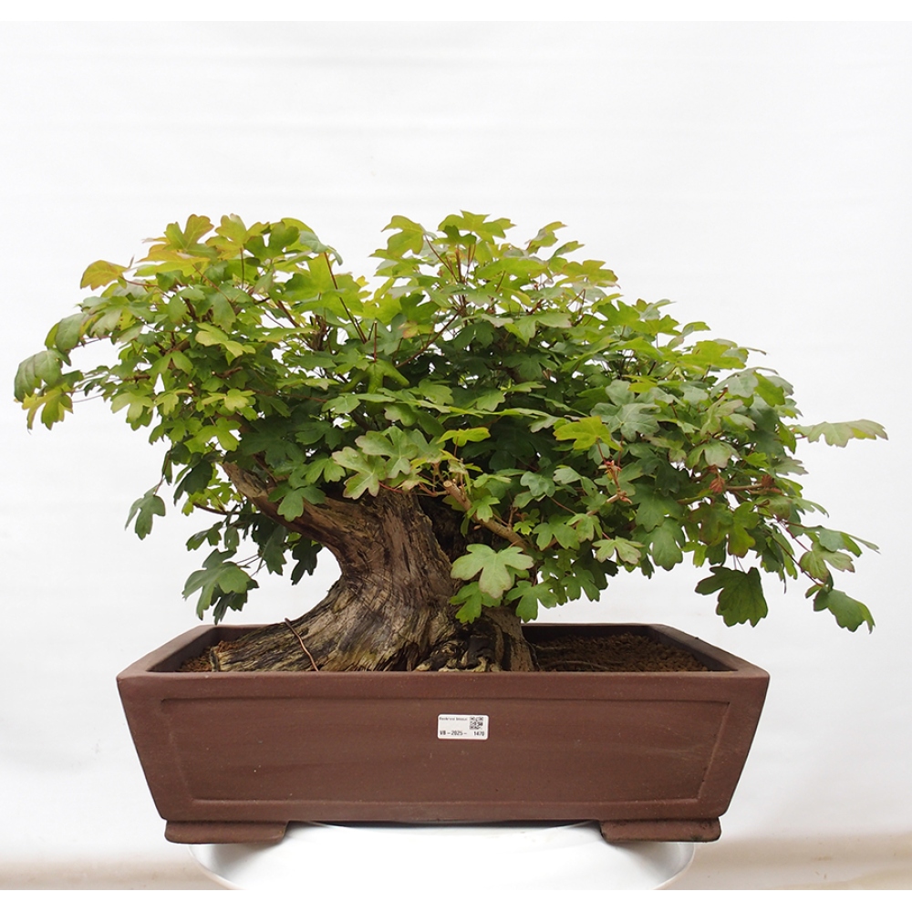 Bonsai für draußen -Javor babyka - Acer campestre