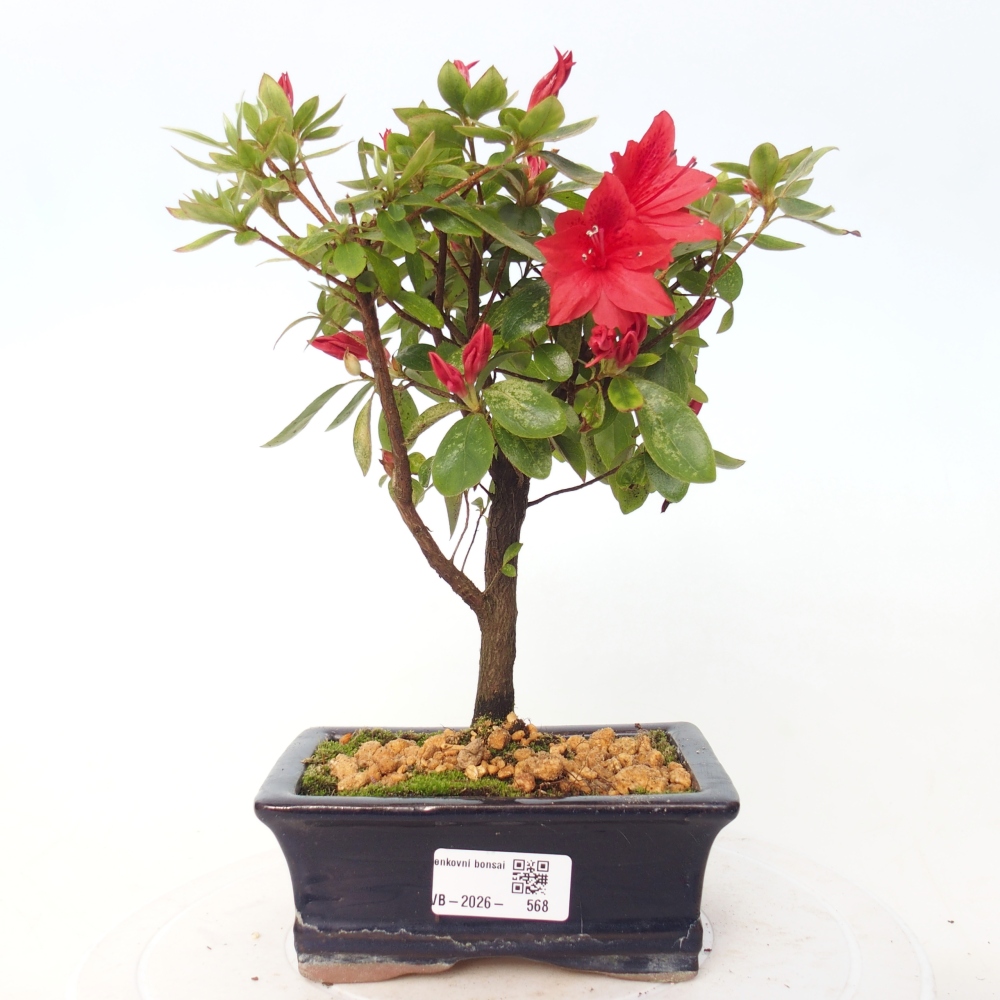 Bonsai für draußen - Japanische Azalee - Azalea sp.