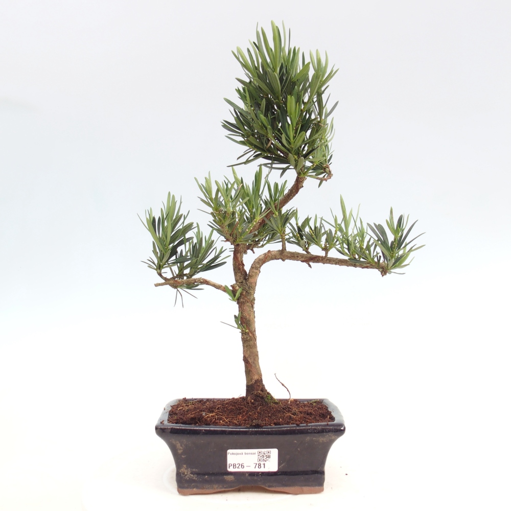 Zimmerbonsai - Podocarpus - Stein-Eibe