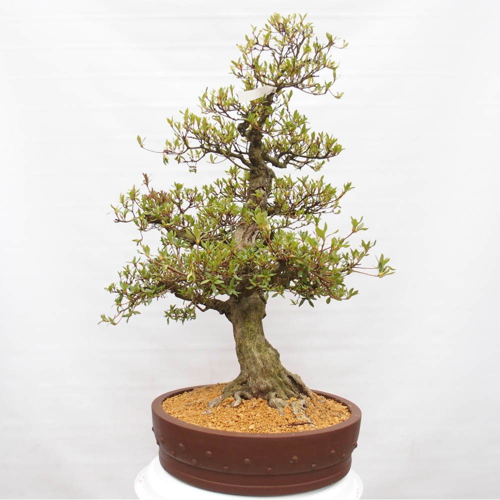 Bonsai für draußen - Japanische Azalee - Azalee Kotobukietsu