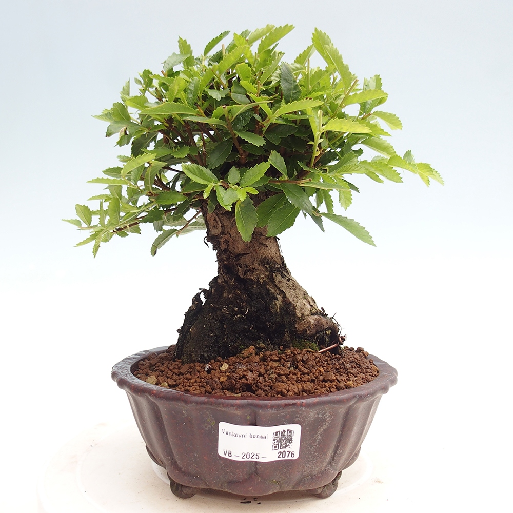 Bonsai für draußen - Zelkova - Zelkova NIRE