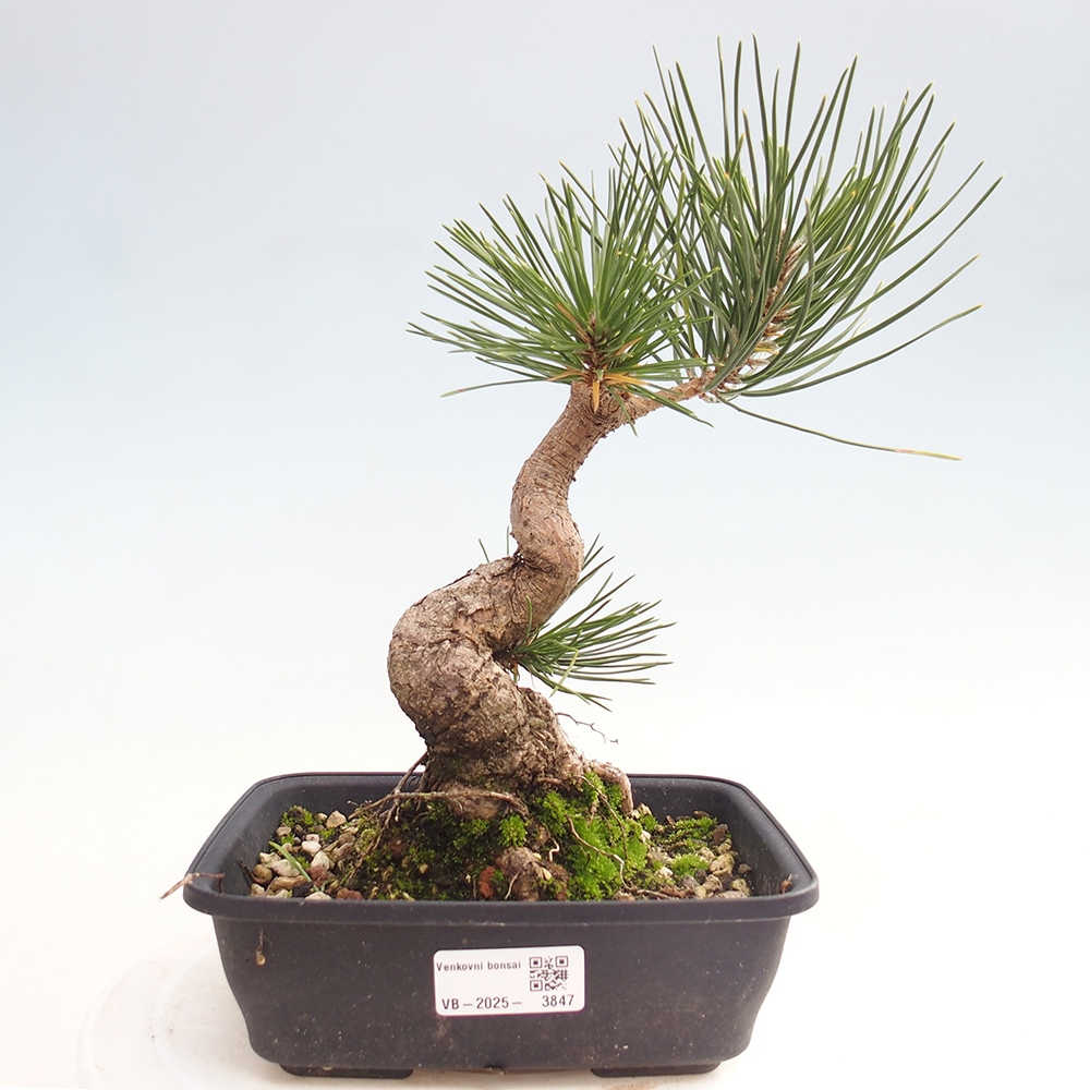 Bonsai für draußen - Pinus thunbergii - Thunberg-Kiefer