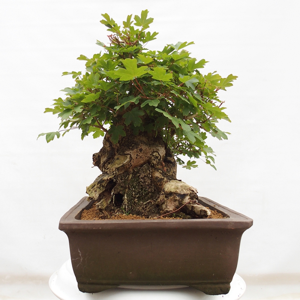 Bonsai für draußen - Französischer Ahorn - Acer Nonspessulanum