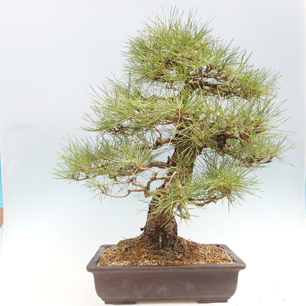Bonsai für draußen - Pinus thunbergii - Thunberg-Kiefer