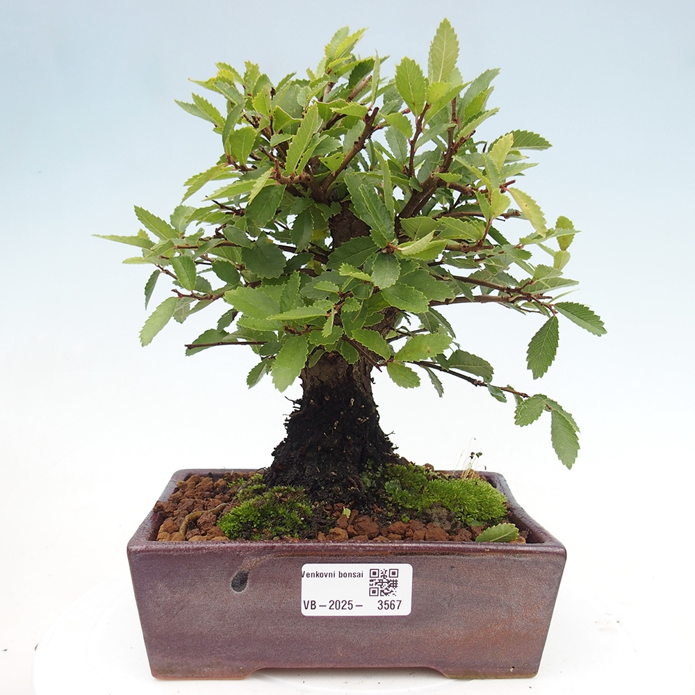 Bonsai für draußen - Zelkova - Zelkova NIRE