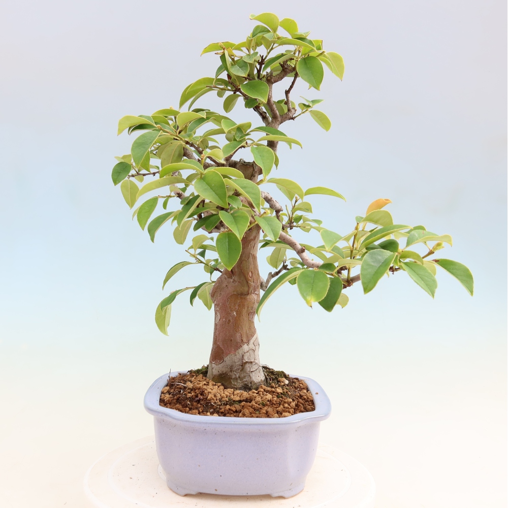 Bonsai für draußen - Pseudocydonia sinensis - Chinesische Quitte