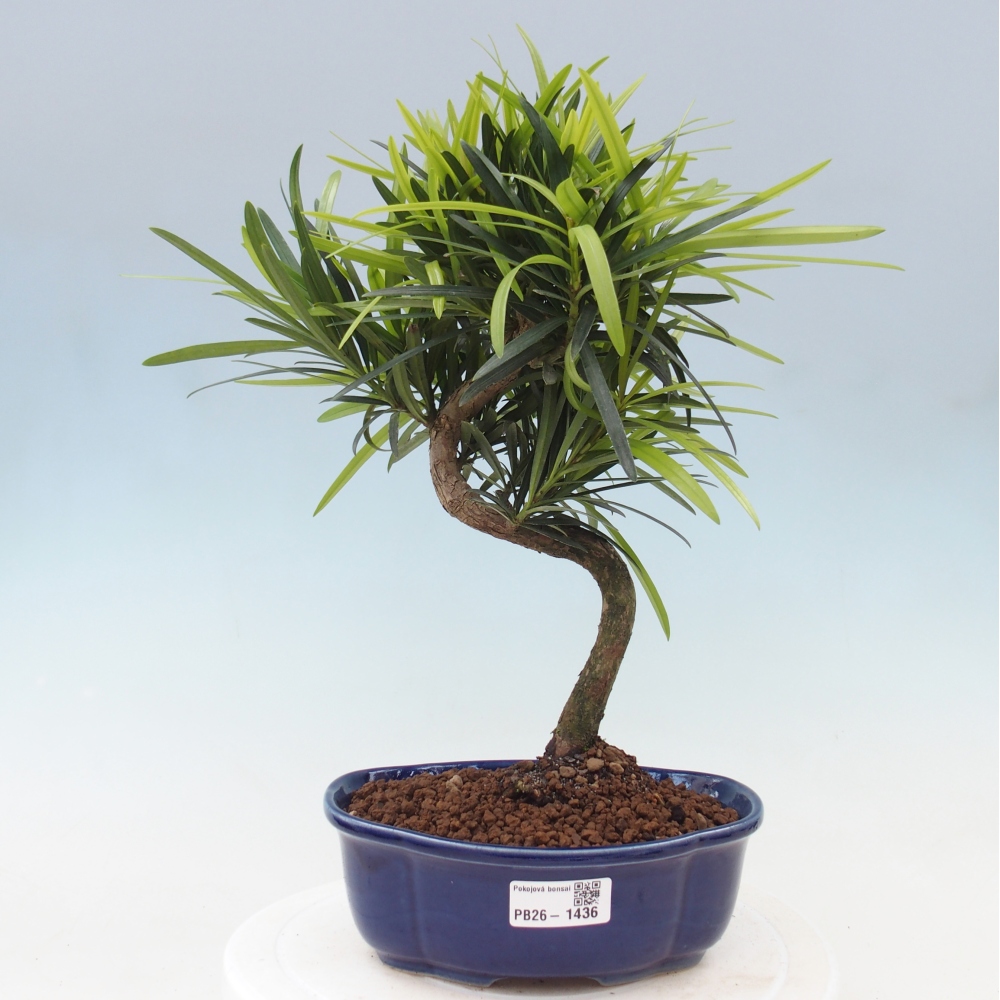 Zimmerbonsai - Podocarpus - Stein-Eibe