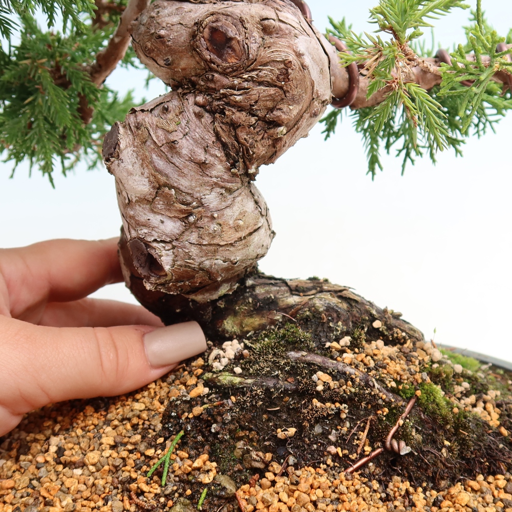 Bonsai für draußen - Juniperus chinensis Itoigawa-Juniperus chinensis