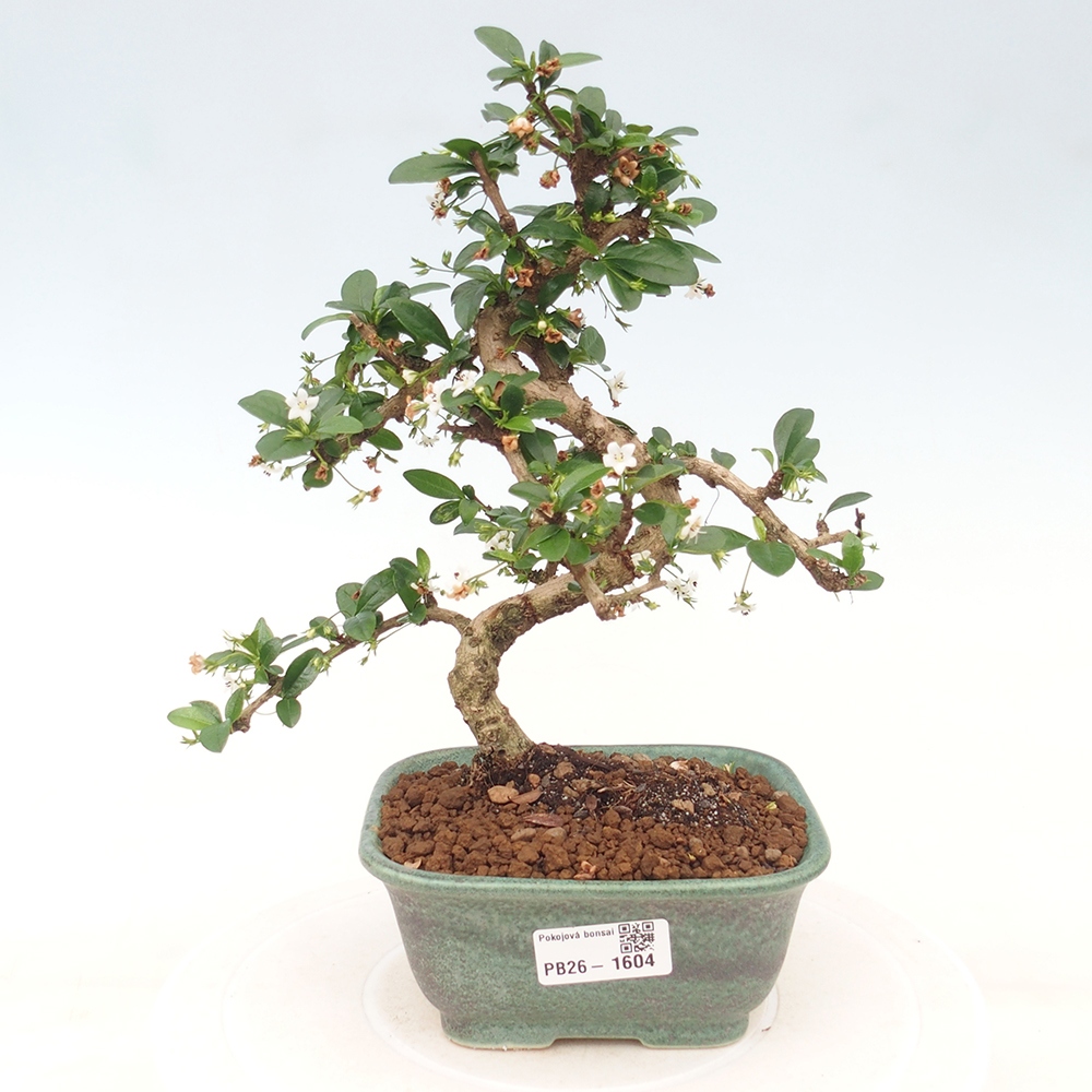 Zimmer-Bonsai - Carmona macrophylla - Tee-Fuki