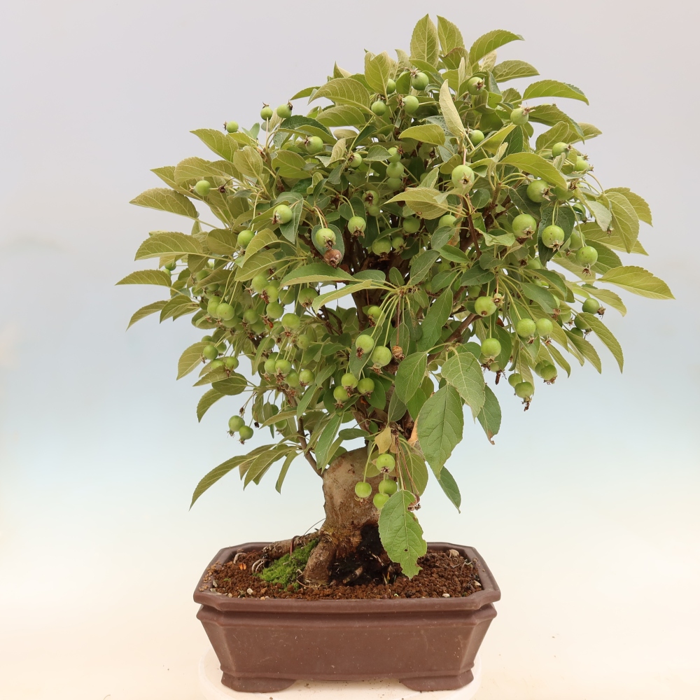 Outdoor-Bonsai -Malus halliana - Kleinfrüchtiger Apfelbaum
