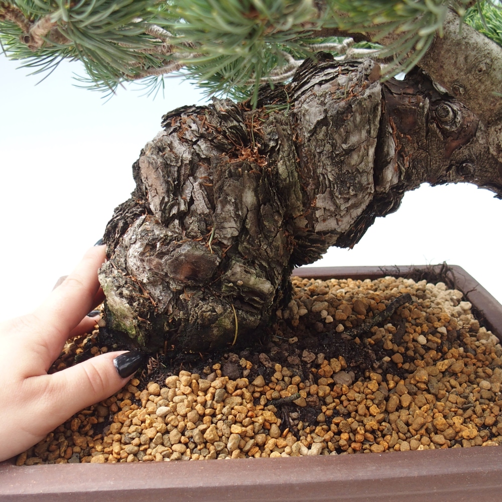 Bonsai für draußen - Pinus parviflora - Pinus parviflora