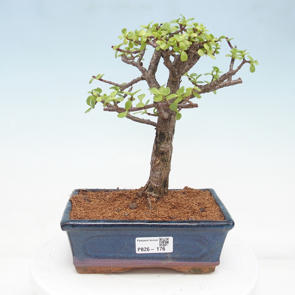 Zimmer Bonsai - Portulakaria Afra - Tlustice