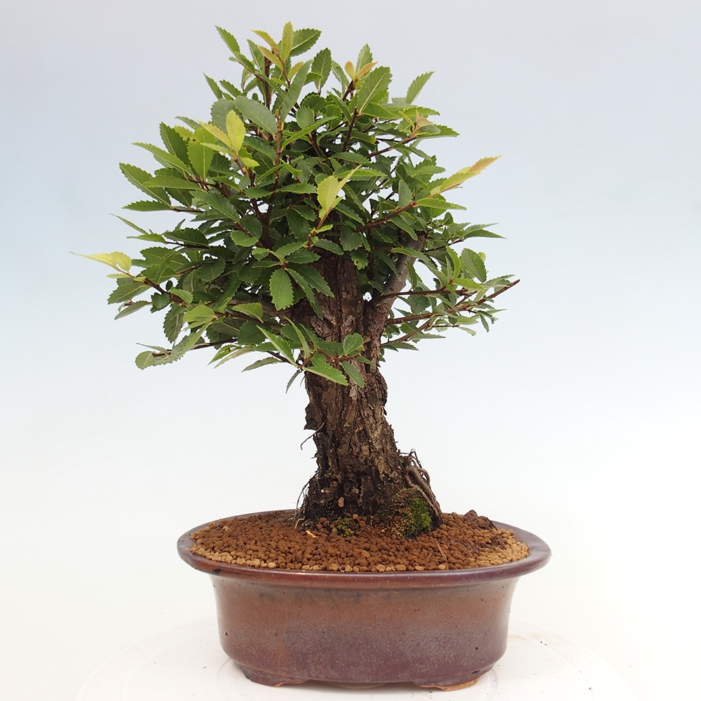 Bonsai für draußen - Zelkova - Zelkova NIRE