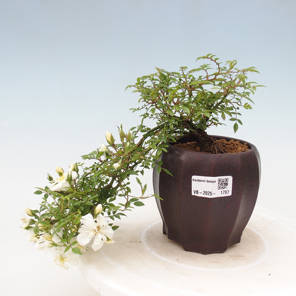 Bonsai für draußen - Rosa Sea Foam - Rose