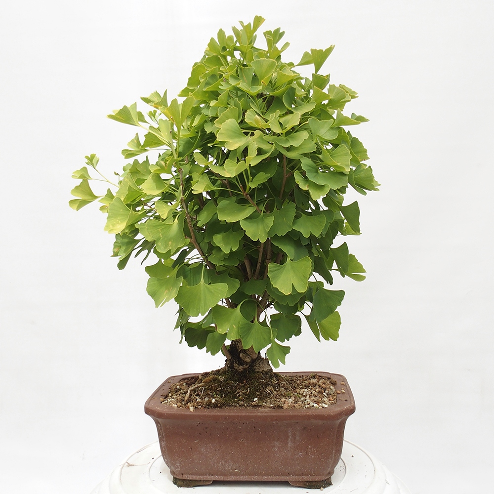 Bonsai für draußen - Ginkgo biloba - Ginkgo biloba