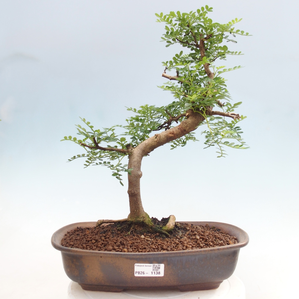 Zimmer Bonsai - Zantoxylum piperitum - Pfefferbaum