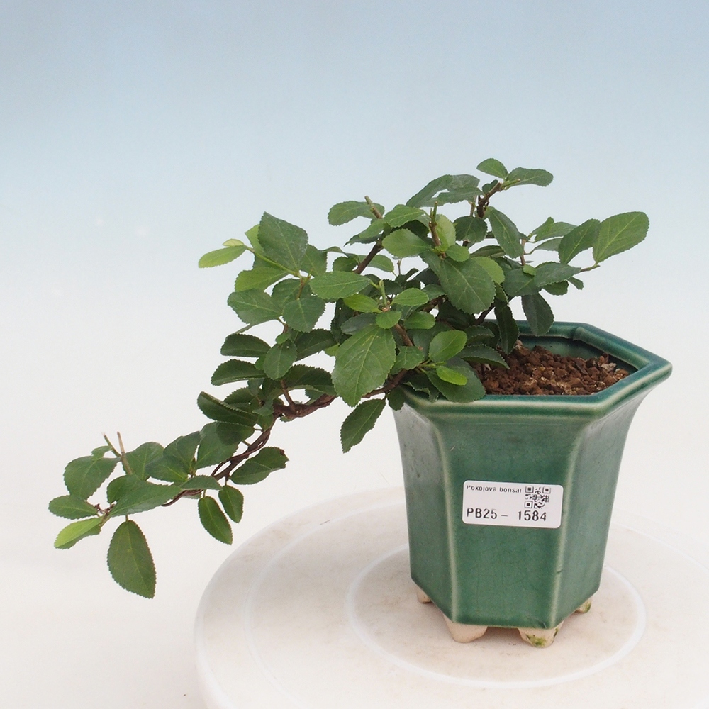 Zimmerbonsai - Grewia occidentalis - Lavendel Seestern