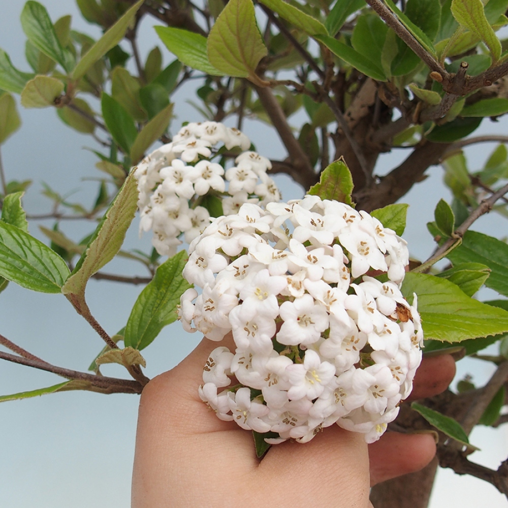 Bonsai für draußen - Kalina Bodnanská - Viburum carlesii hemsi