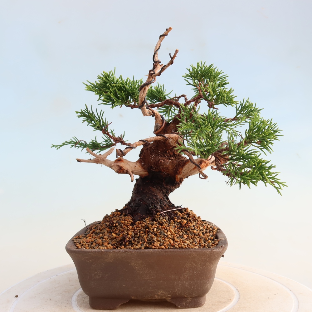 Bonsai für draußen - Juniperus chinensis Itoigawa