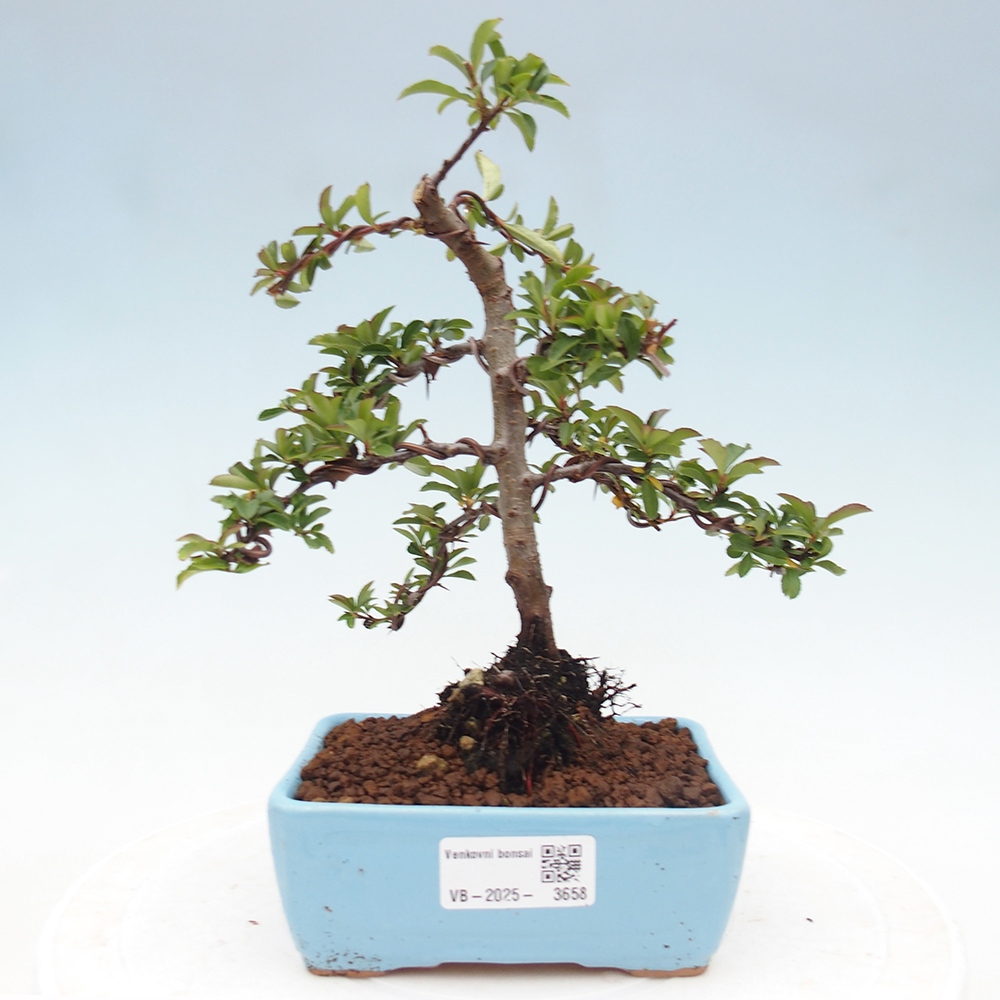 Freiland-Bonsai-Pyracantha Teton -Hlox