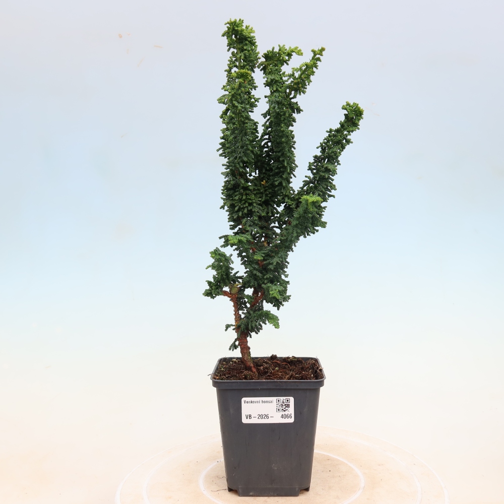 Bonsai für draußen - Cham. obtusa SEKKA HINOKI - Zypresse