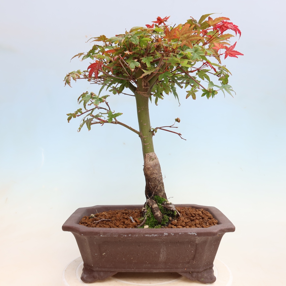Bonsai für draußen - Acer palmatum DESHOJO