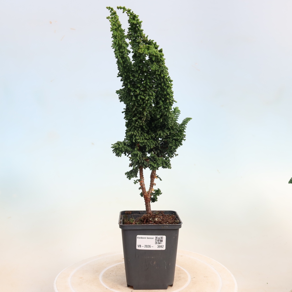 Bonsai für draußen - Cham. obtusa SEKKA HINOKI - Zypresse
