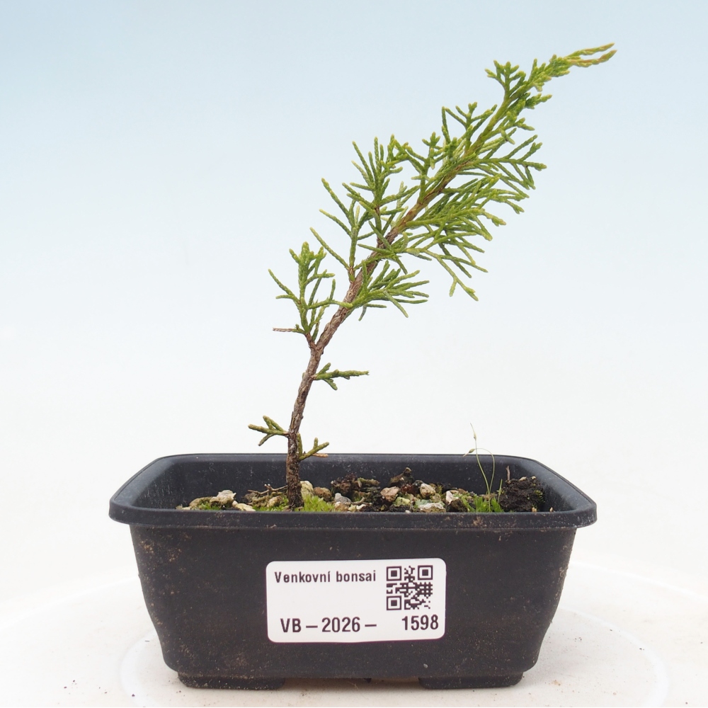 Bonsai für draußen - Juniperus chinensis Itoigawa